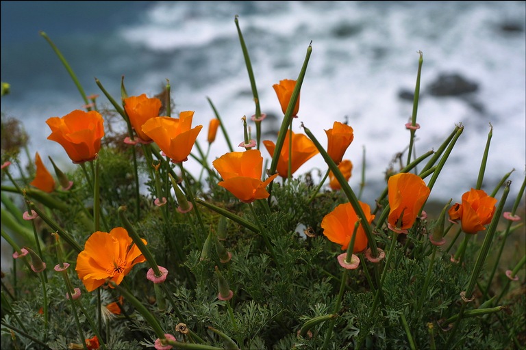 Flowers on Big Sur cliff